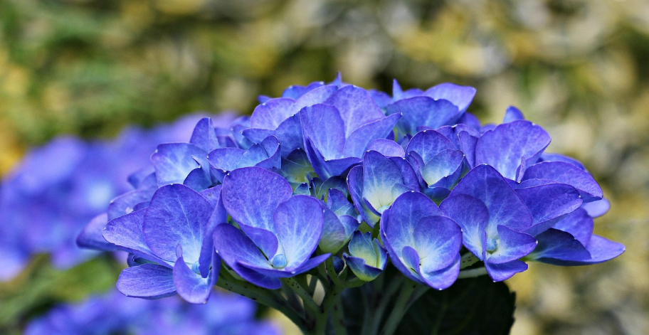 수국 개화 시기