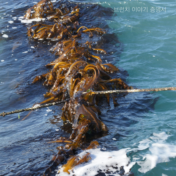 미역