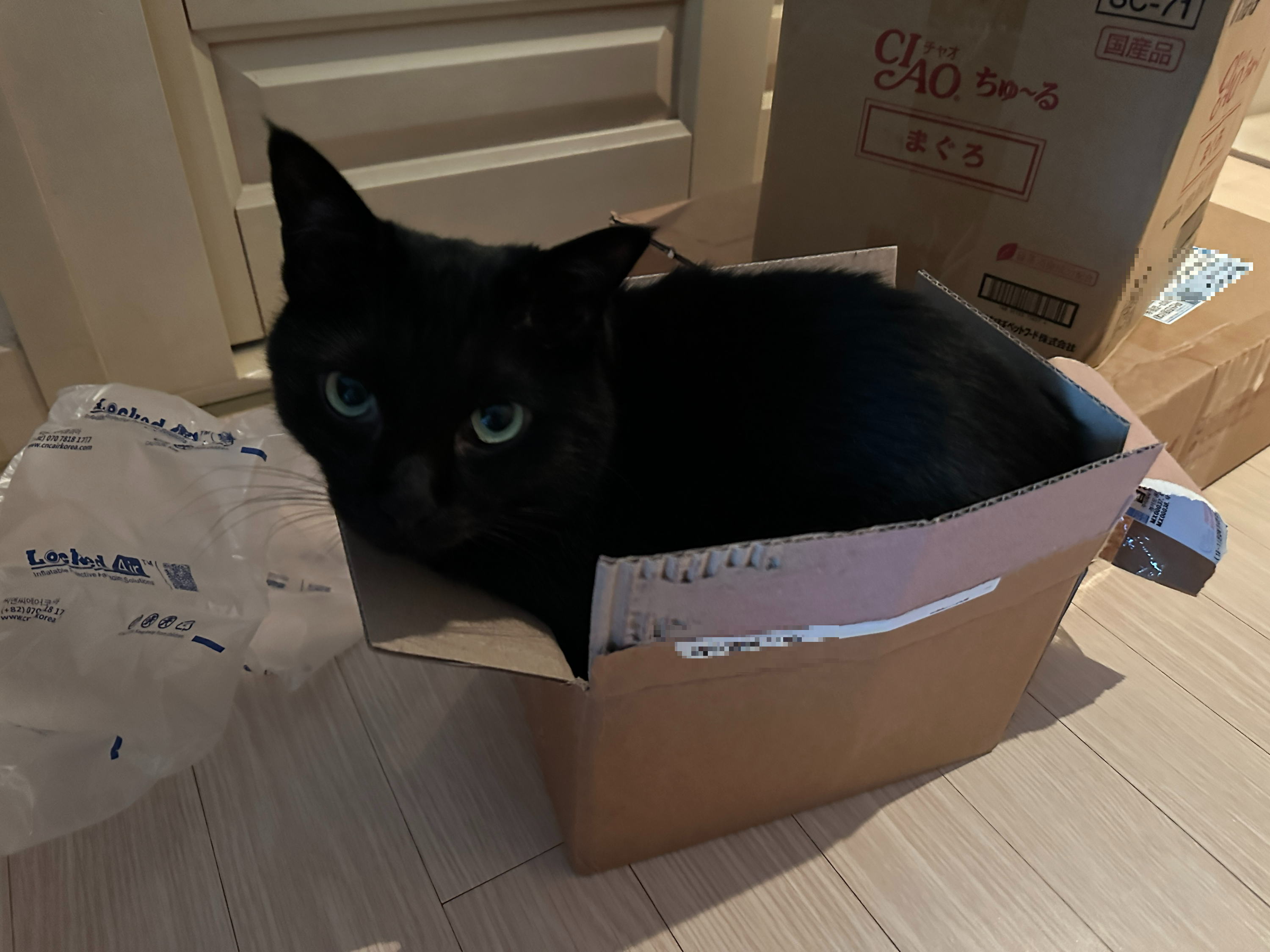 투슬리스 닮은 건이의 박스사랑. 특히 몸에 꼭 끼는 박스! (feat. 이번 포스팅의 뽀인트는 건이의 미모)