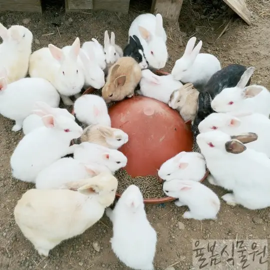 율봄식물원 봉선화시즌 동물농장