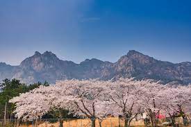 전라남도 월춘산 벚꽃 명소 베스트 5 벚꽃시기 만개시기 드라이브 코스