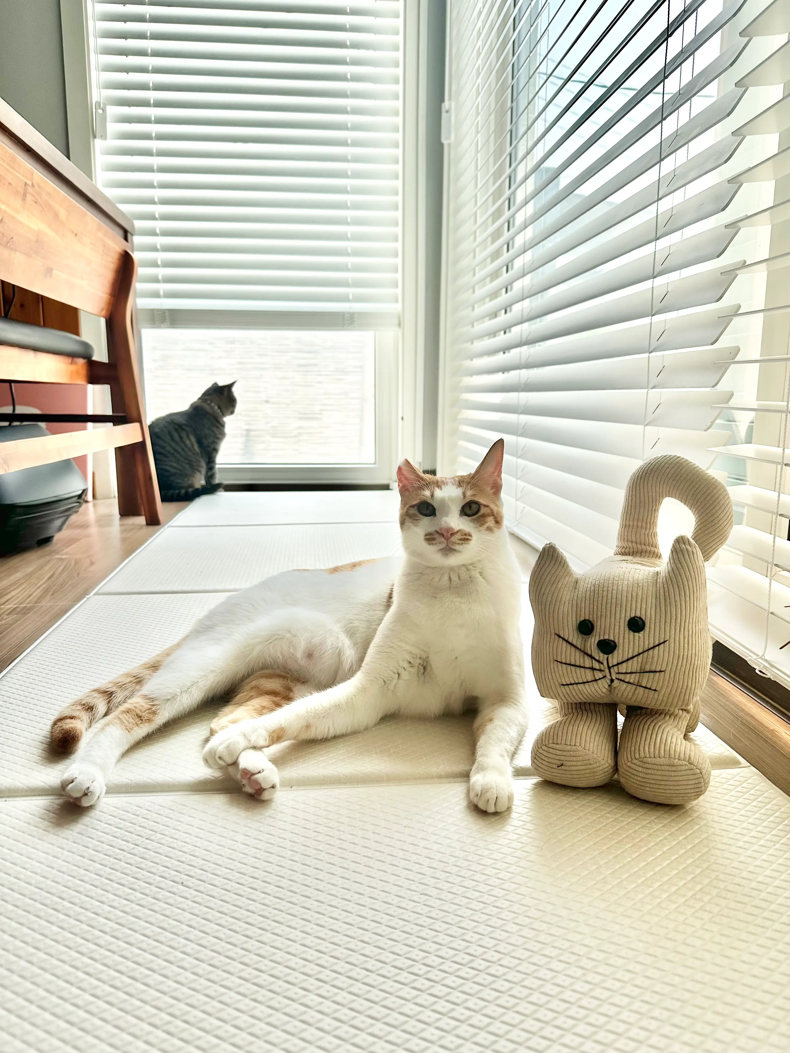 고양이가 점프매트 위에 앉아 있는 일상 모습