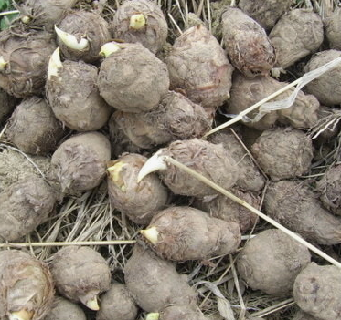 토란 뿌리 효능 부작용 고르는법 칼로리