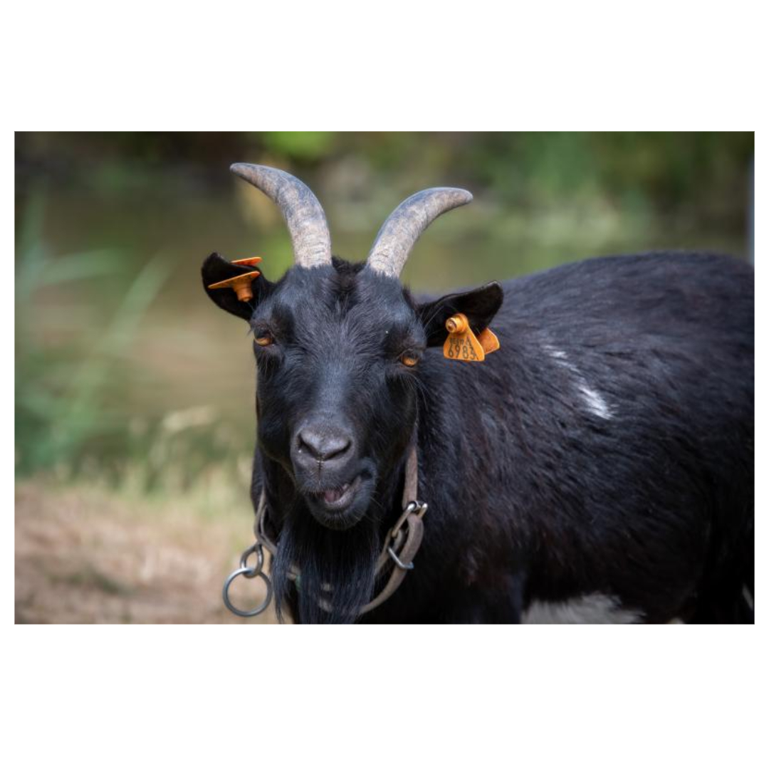 흑염소와 관련된 사진입니다.