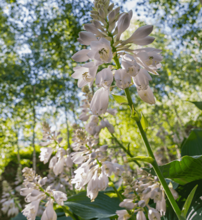 화담숲 여름 풍경