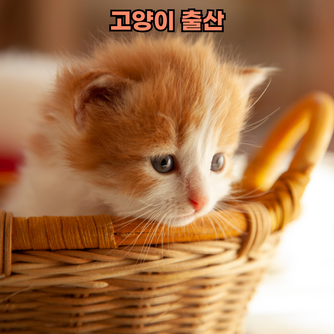 고양이 출산 보양식