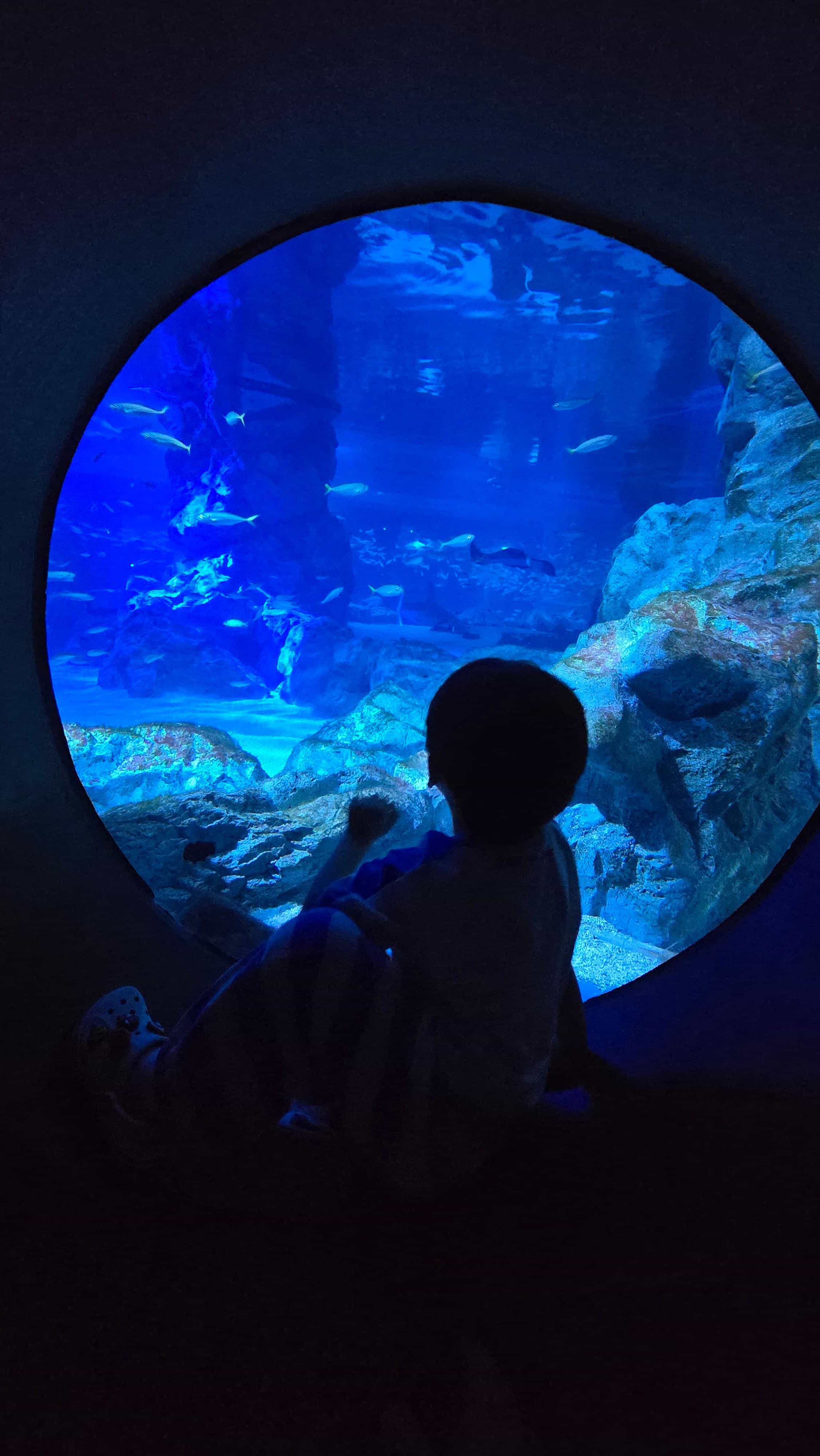 코엑스아쿠아리움 수족관 앞 아이의 모습-3