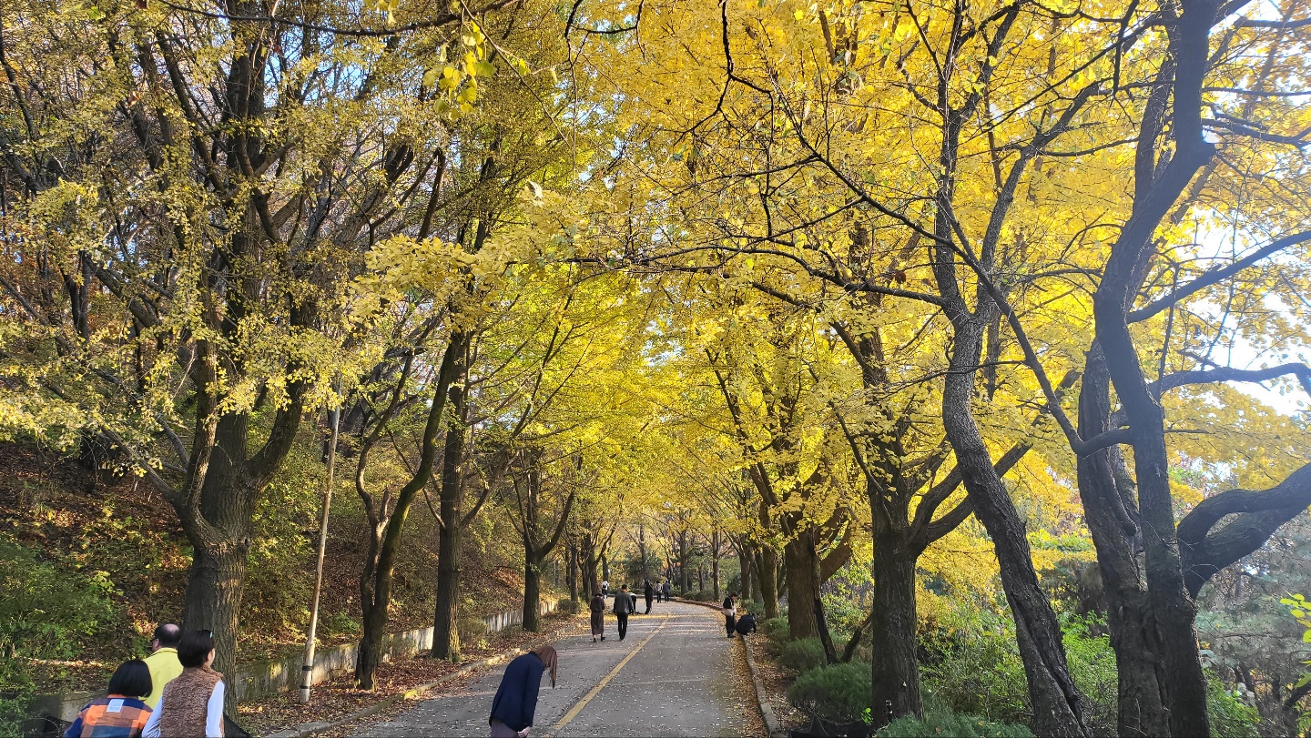 백련사 은행나무-6