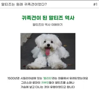 말티즈 성격 분양 가격 수명 장점 단점_13