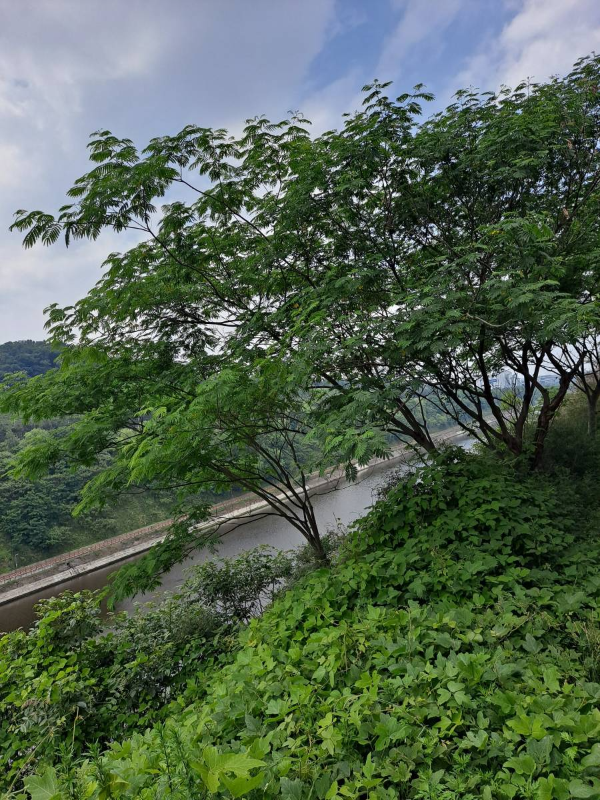 우거진 나무들 사이 뱃길