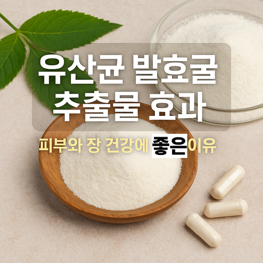 유산균 발효굴 추출물 효과, 피부와 장 건강에 좋은 이유