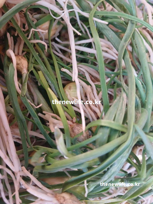 달래 효능의 눈 건강에 도움 되는 비타민A가 풍부한 달래 실사진