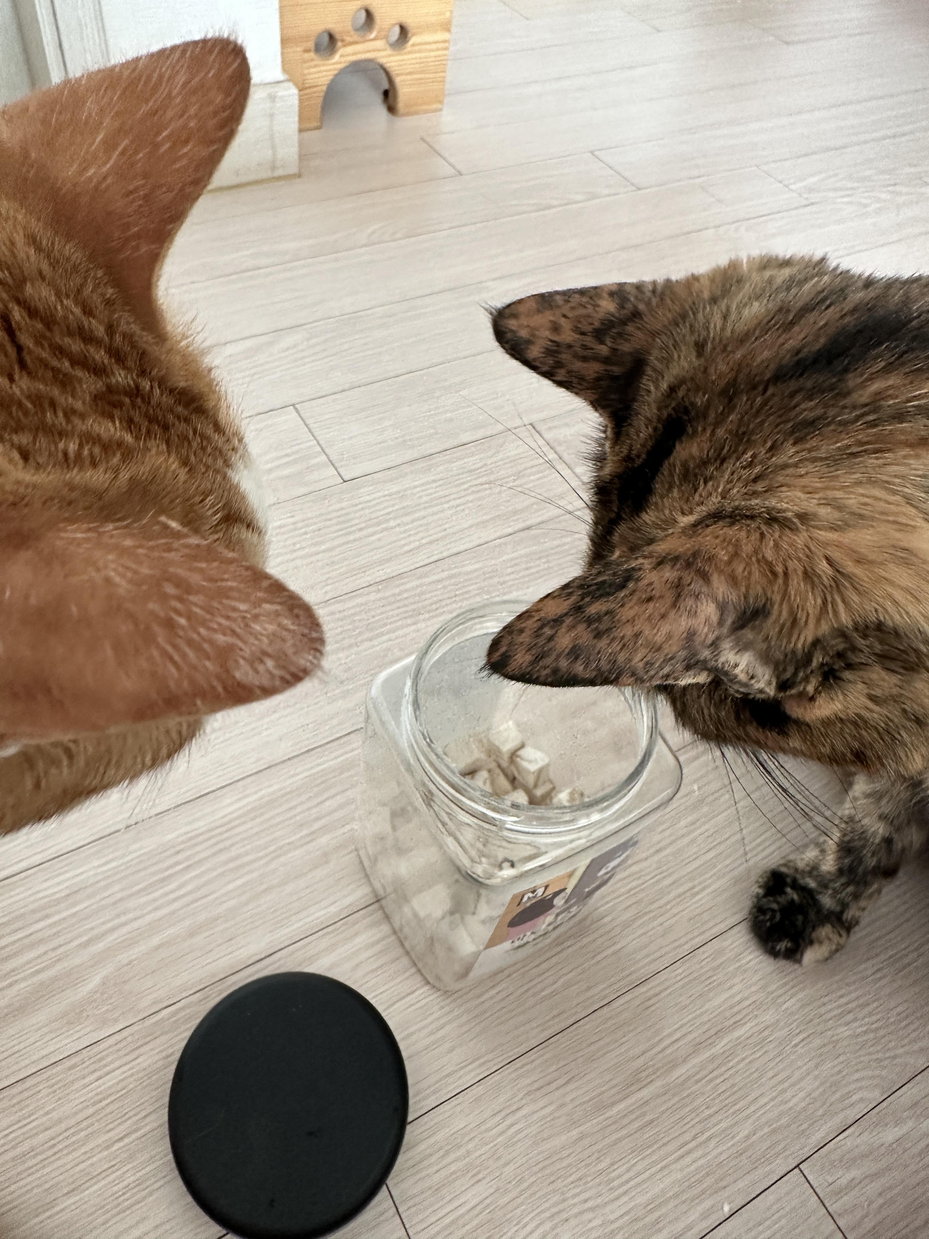 간식앞에서 기다릴줄 아는 '기다려'하는 고양이 사랑이 (feat.건이랑 막둥이)