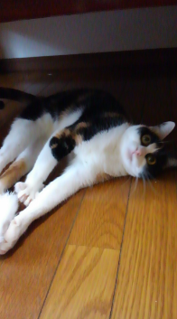 누워있는 고양이.