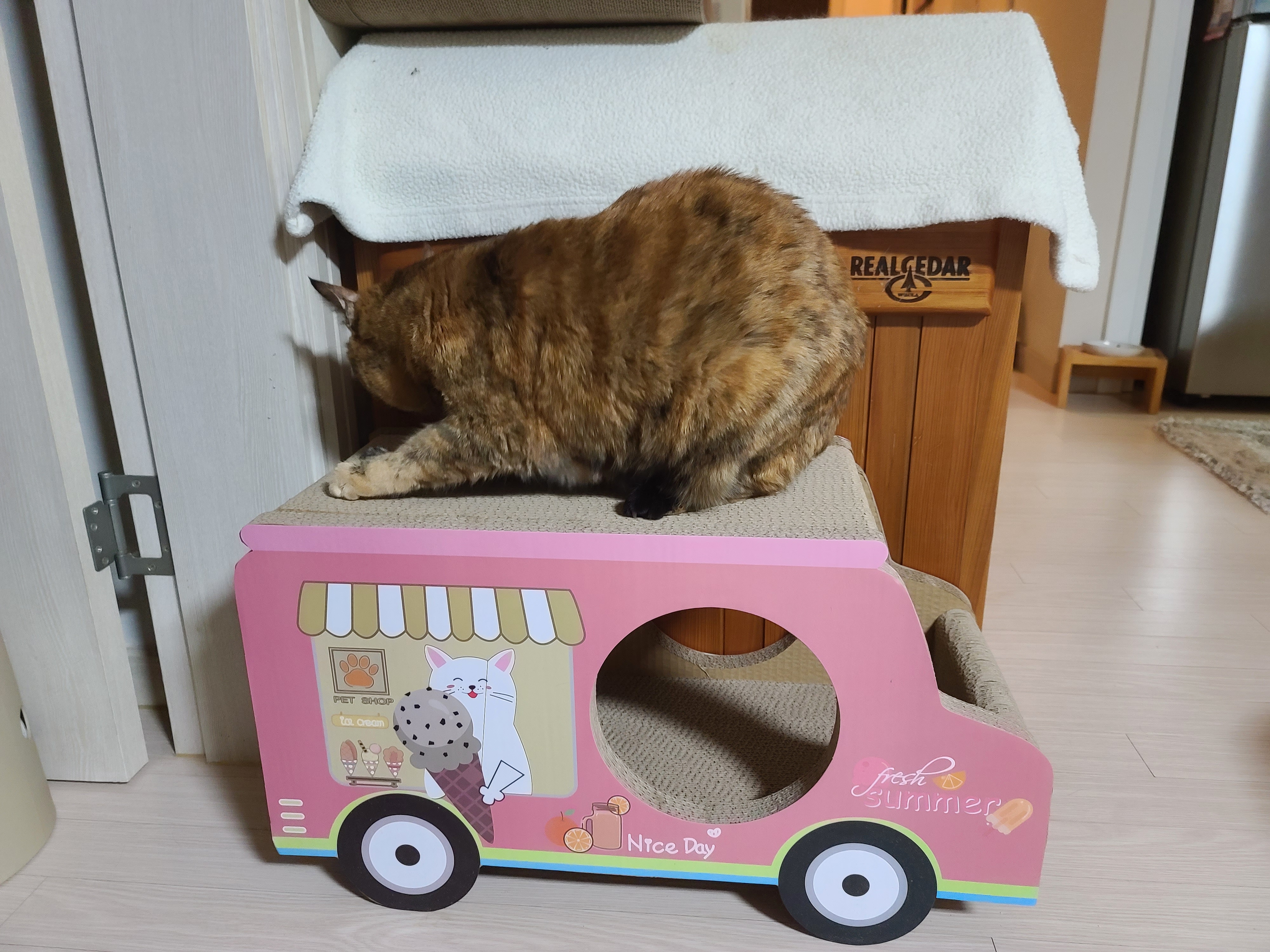 고양이들 스크래쳐를 교체했다.(자동차스크래쳐,침대형스크래쳐)