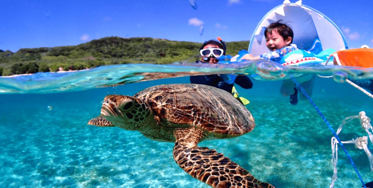 바다거북 스노클링2