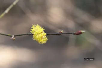 생강나무 꽃 개화시기 모양 특징_15