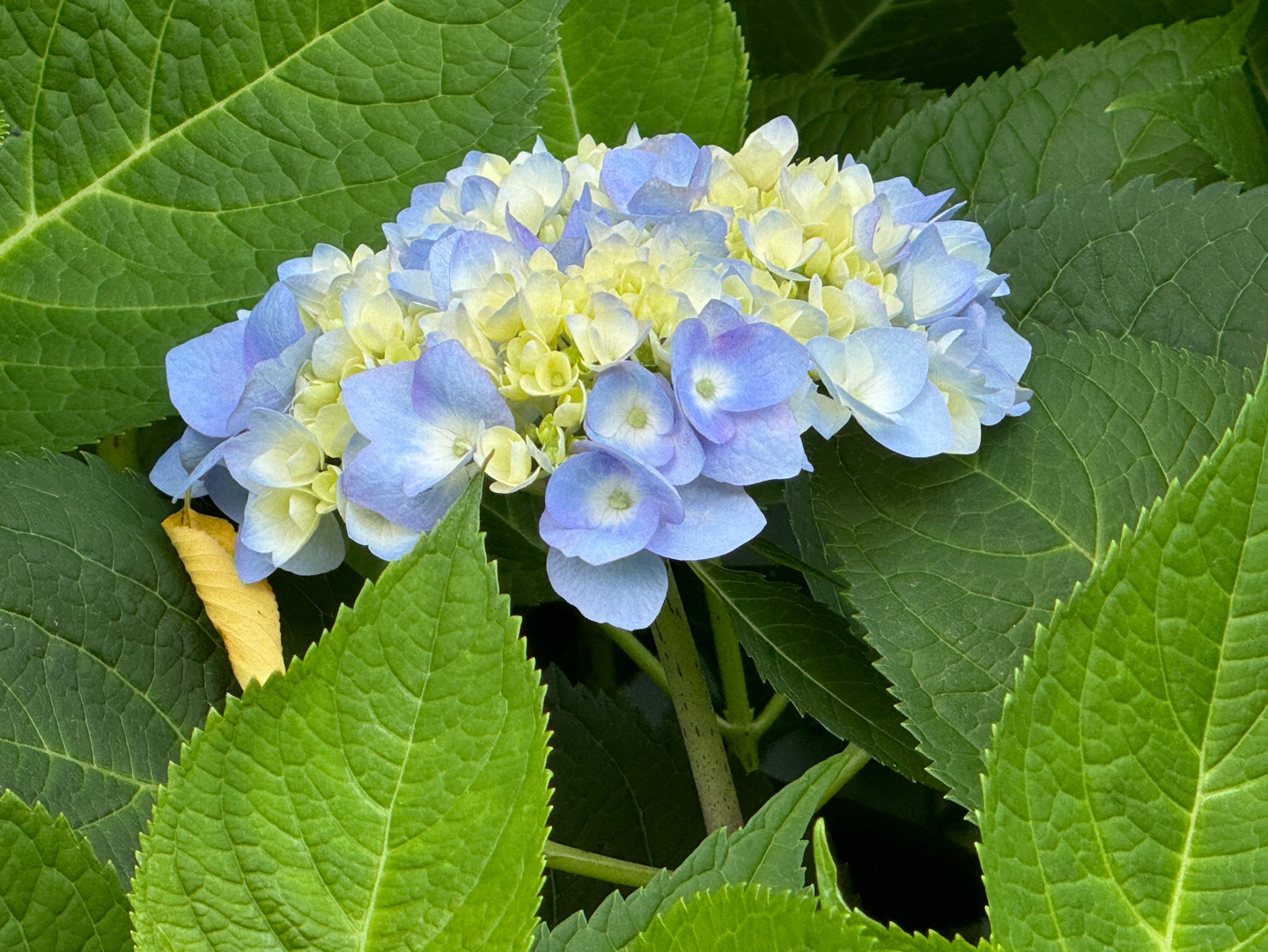 수국정원
