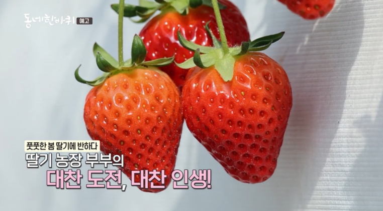 동네한바퀴-진안-딸기-농장부부