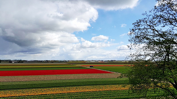 2025 캐나다 오타와 튤립축제