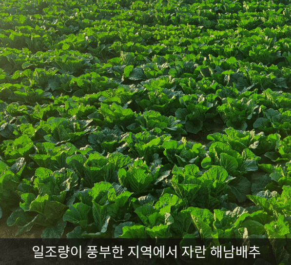 해남 절임배추 20kg 사전예약 가격비교