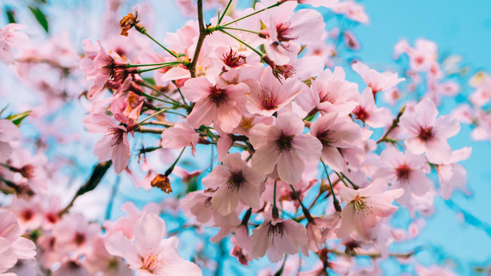 벚꽃