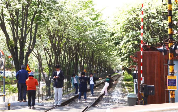 전주 이팝나무 축제
