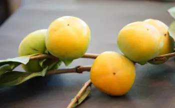 태추단감 가격, 효능과 영양성분