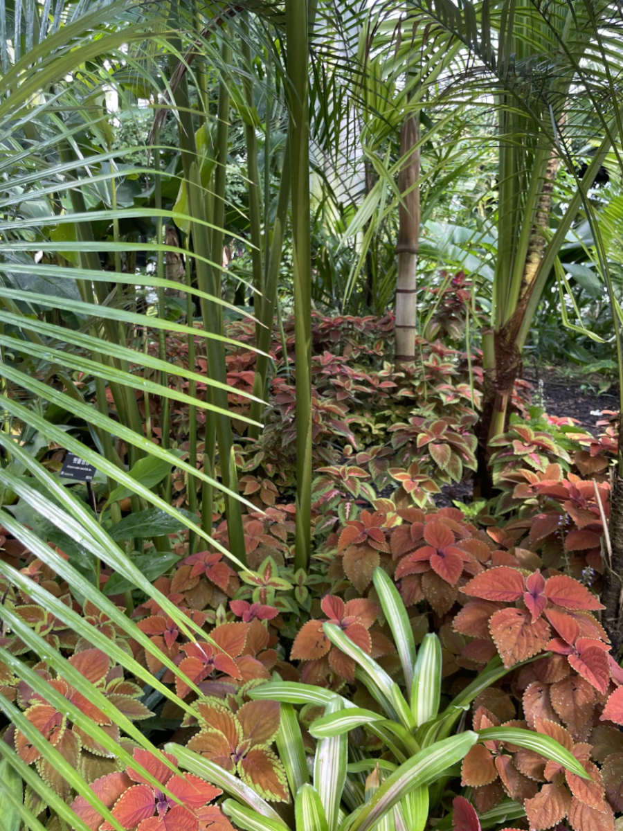 국립 세종수목원 사계절 전시온실 열대식물전시원