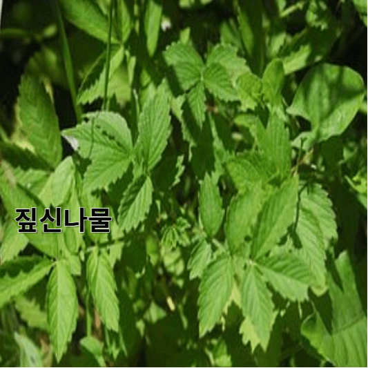 짚신나물의 영양소 및 효능, 채취방법, 요리 레시피