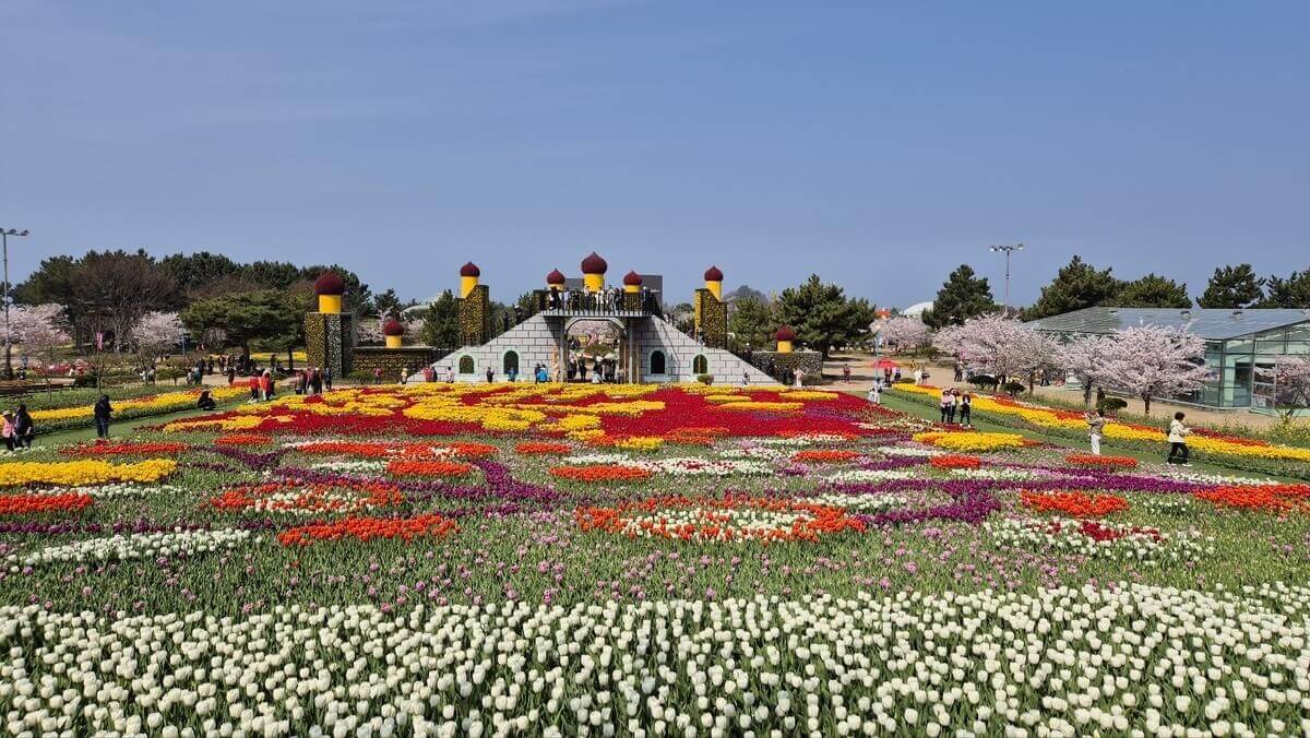 태안 튤립축제 기간 예매 입장료 개장시간 개화상황
