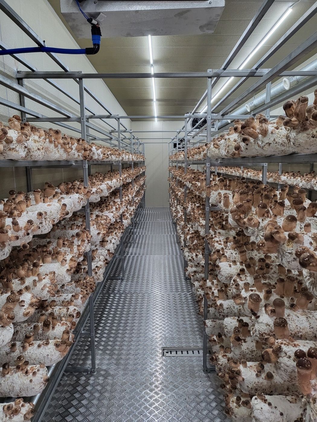 chamsongi-growing-room-2026.jpg