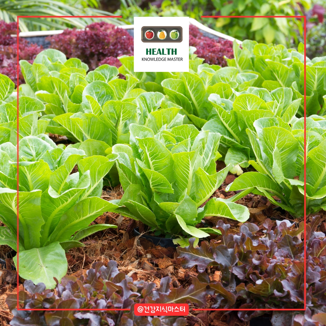 2월에 심는 작물 10가지 - 상추