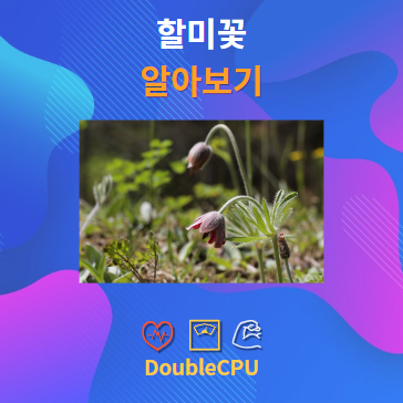 할미꽃 알아보기