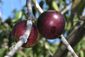 카무카무 효능12