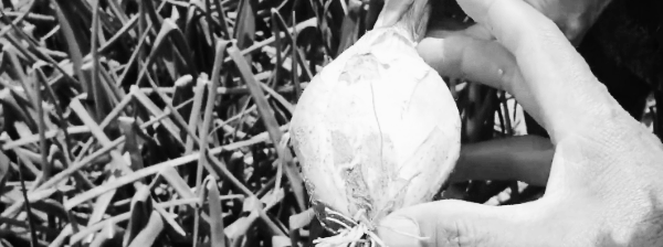 양파 수확방법: 수확 시점