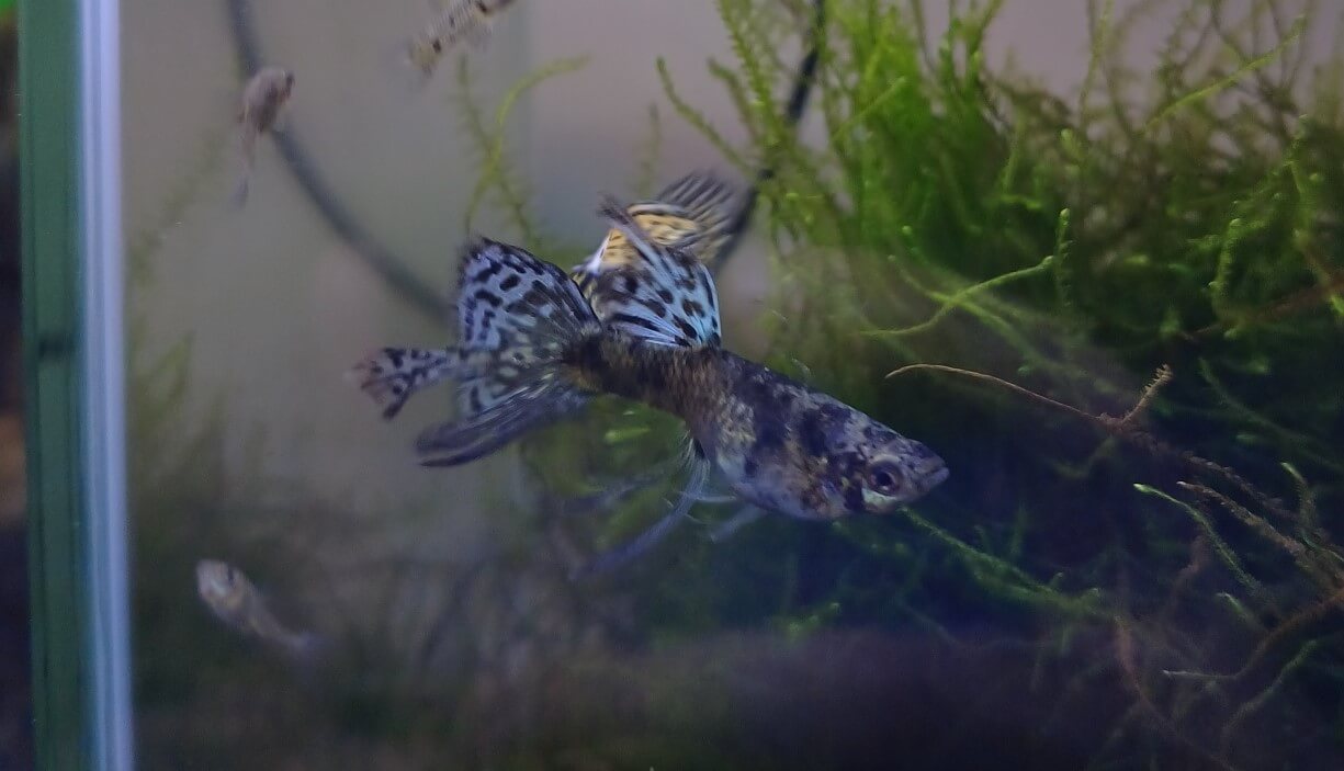 마트에서 건강한 구피 고르는 방법
