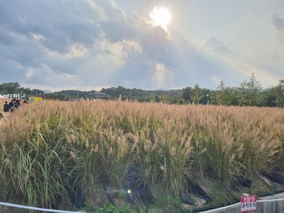 양주 나리공원 핑크뮬리