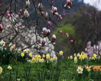 천리포수목원 목련 축제_29