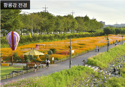 장성황룡강 가을꽃축제