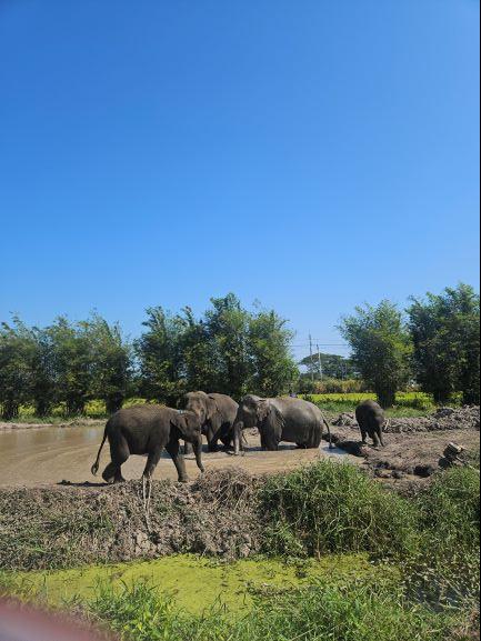 방콕 엘리펀트 파크