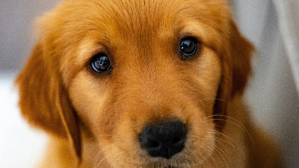 순하게 생긴 강아지