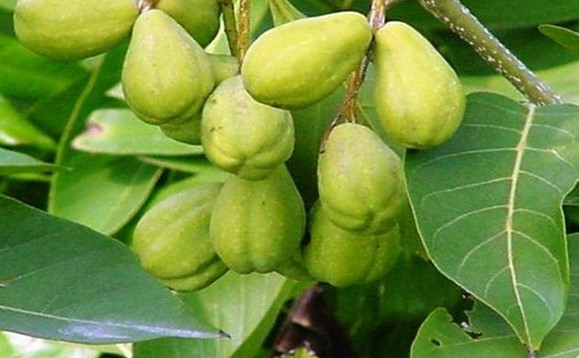 가자-추출물