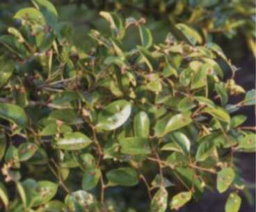 조록나무혹진딧물