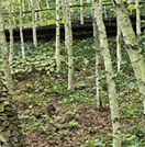 화담숲 단풍 절정시기