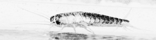 좀벌레 퇴치제 외 참고 정보: DIY 좀벌레 트랩