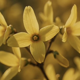 개나리 꽃말 희망과 달성의 상징으로 불리는 특별한 의미