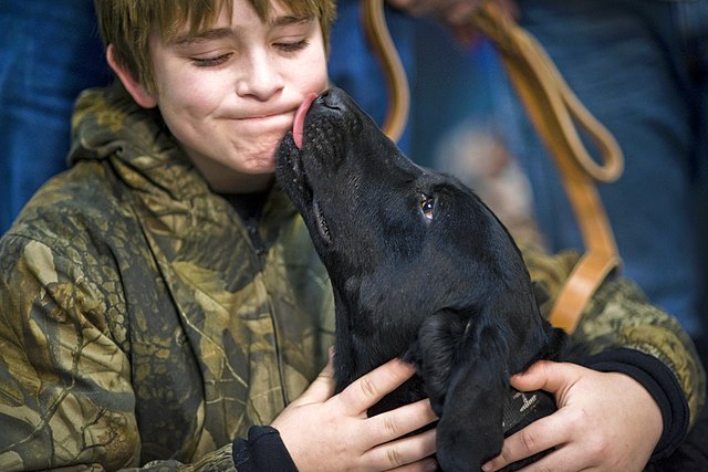 래브라도 리트리버 아이와 함께