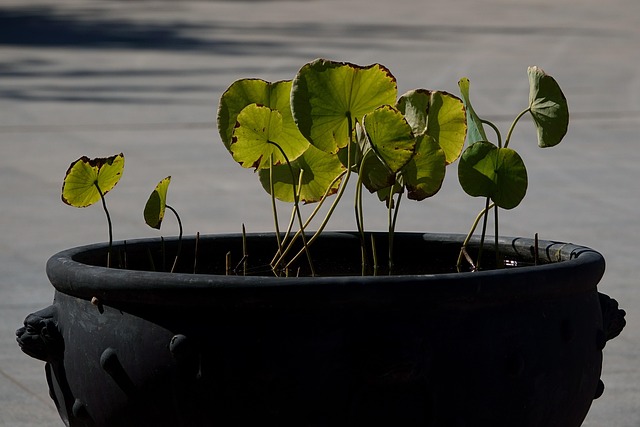 죽어가는 식물 되살리는 방법