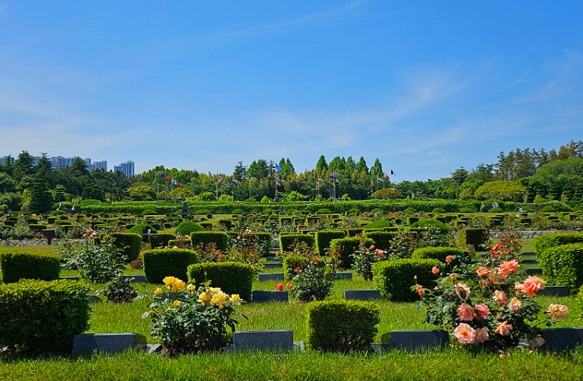 부산 유엔기념공원 장미